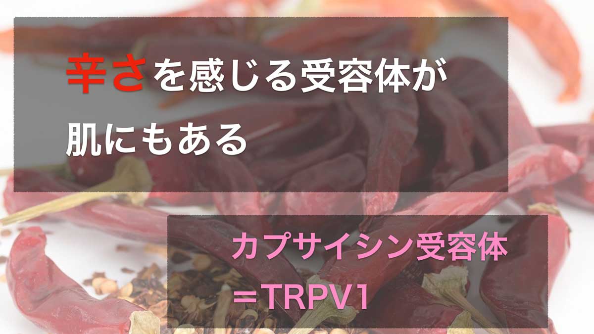 カプサイシンレセプター