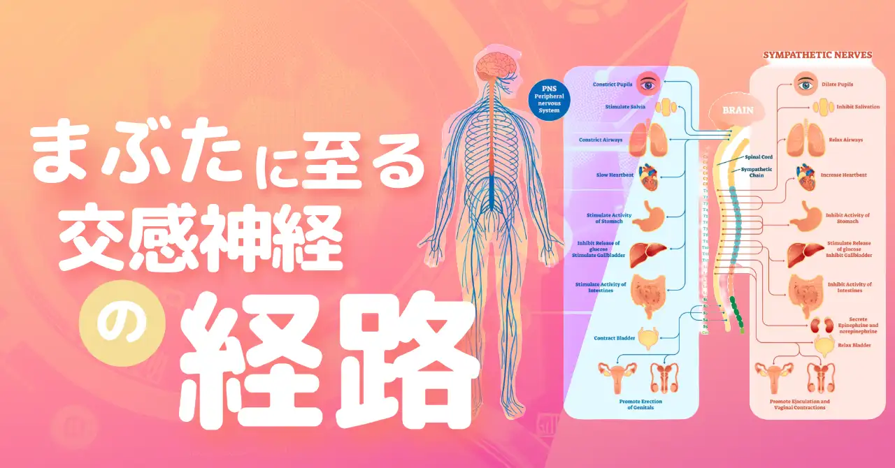 まぶたの交感神経