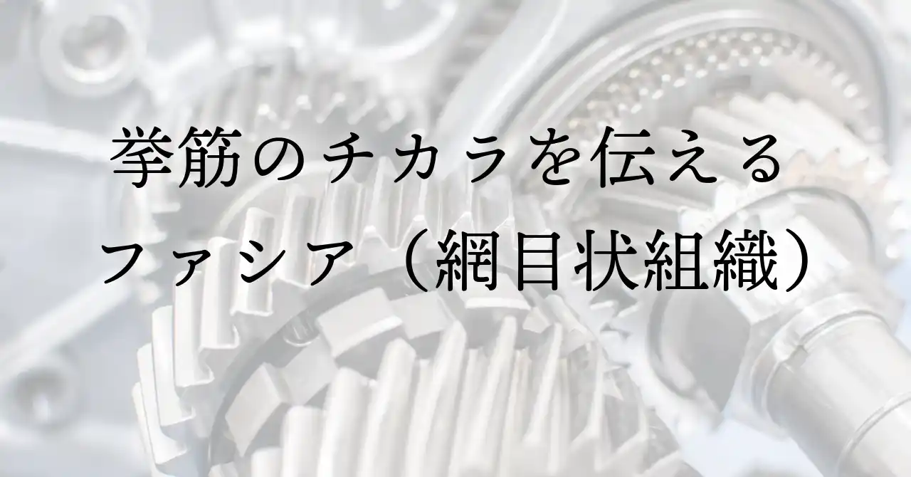 挙筋のチカラを伝えるファシア